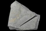 Fossil Belemnite (Youngibelus) - Germany #106352-2